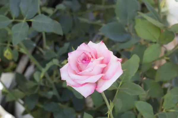 Rosa rosa flor en el jardín —  Fotos de Stock