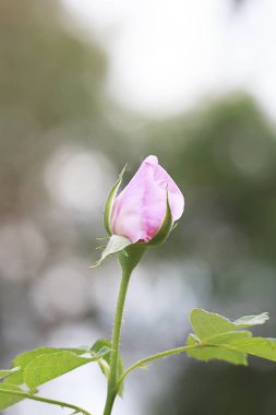 Bahçede pembe gül çiçeği