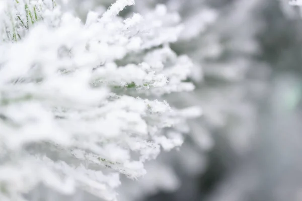 Christmas Trees Snow — Stock Photo, Image