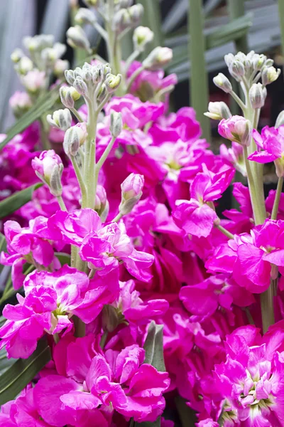 Pink Butyful Flower Garden — Stock Photo, Image