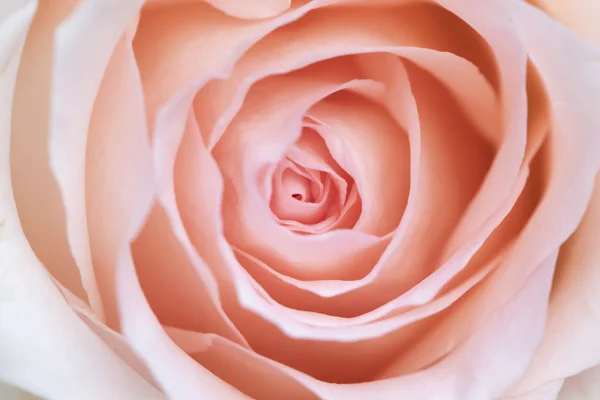 Rose rose fleur gros plan. — Photo