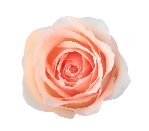 Rosa rosa fiore isolato su sfondo bianco, soft focus e cl — Foto Stock