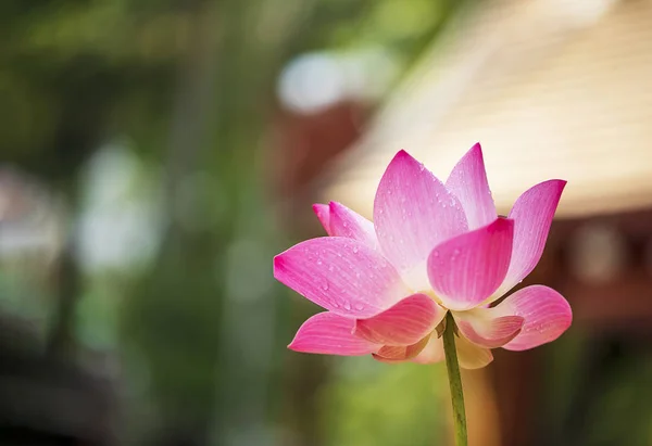 Pink lotus flower blooming and copy space. — Stock Photo, Image