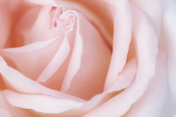 Rose rose fleur gros plan pour le fond et la mise au point douce. — Photo