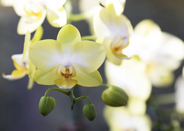 Close-up gele orchidee op wazige achtergrond en kopieer ruimte. — Stockfoto