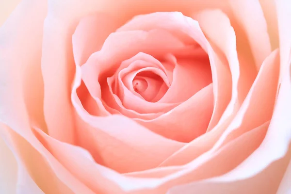 Gros plan rose rose fleur soft focus et copier l'espace. — Photo