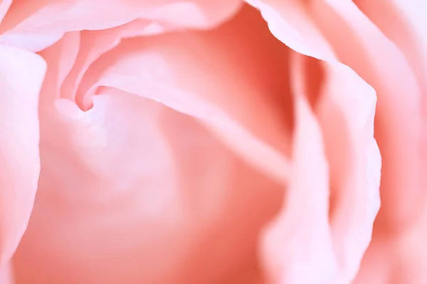 Gros plan rose rose fleur soft focus et copier l'espace. — Photo