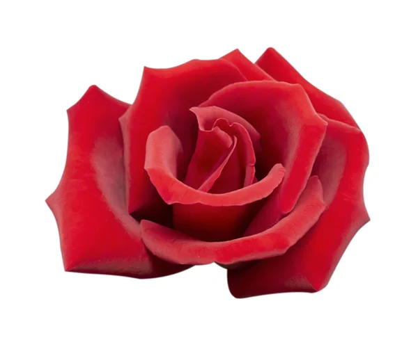 Rosa vermelha isolado no fundo branco, caminho de recorte e - suave — Fotografia de Stock