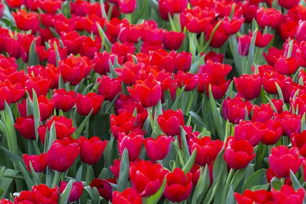 Soft Red Tulips Garden — Stock Photo, Image