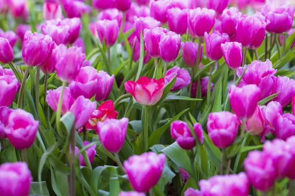 Soft Pink Tulips Garden — Stock Photo, Image