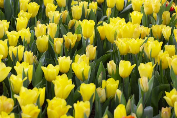 Soft Yellow Tulips Garden — Stock Photo, Image