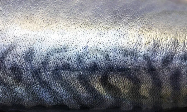 Saba Skóra Ryba Tło Tekstura — Zdjęcie stockowe
