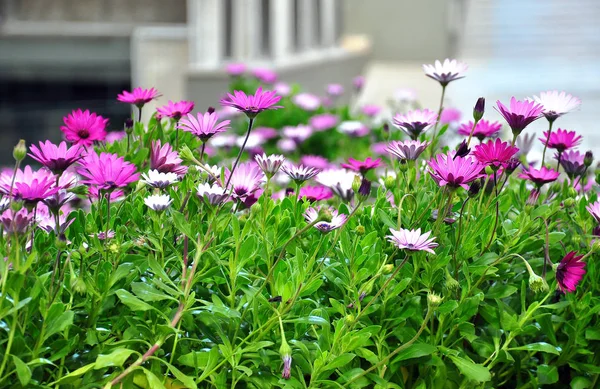 Fleurs et plantes violettes — Photo