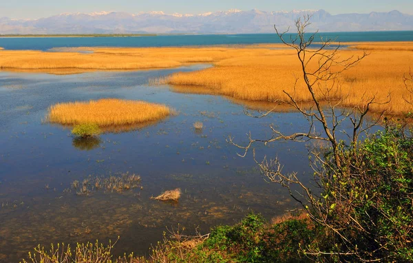 Divoká krajina Skadarské jezero v Černé hoře — Stock fotografie