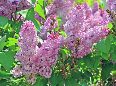 yaz bahçesinde Leylak ağaçları