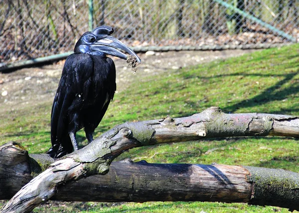 Bucorvus abyssinicus vogel in het Park — Stockfoto