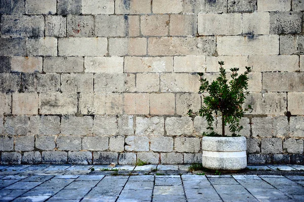 Plante au mur de briques — Photo