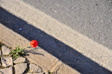 Asfaltta büyüyen yalnız kırmızı gelincik çiçeği