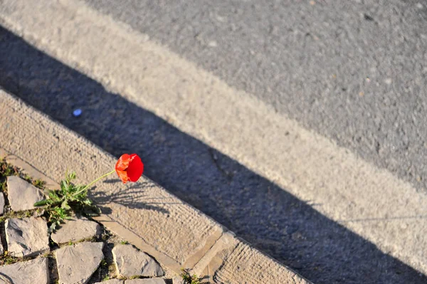 Asfaltta büyüyen yalnız kırmızı gelincik çiçeği — Stok fotoğraf