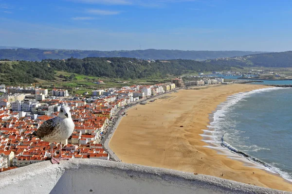Mouette et panorama de la station balnéaire nazie, Portugal — Photo