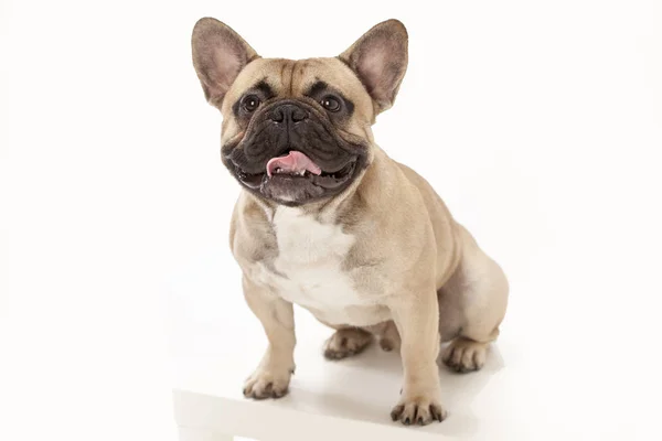 Fransız buldozer diliyle oturan