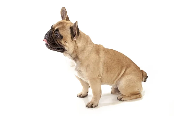 Fransız buldozer oturur