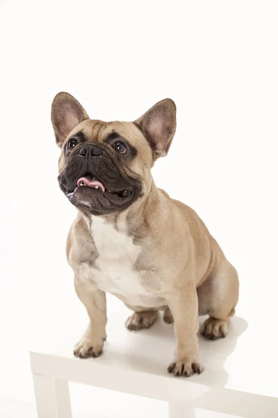 Fransız buldozer üst kısmında arıyorsunuz