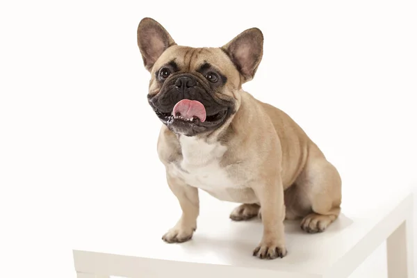 Fransız buldozer, dilini çekti