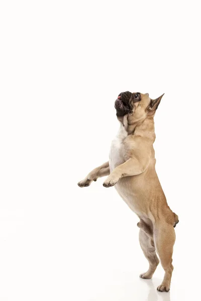 Fransız buldozer değer