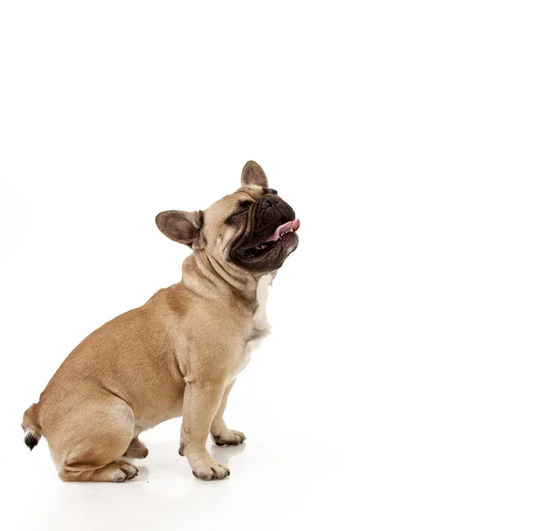 Fransız buldozer oturur