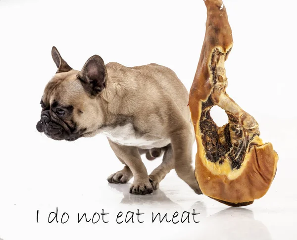 köpek does't yemek et