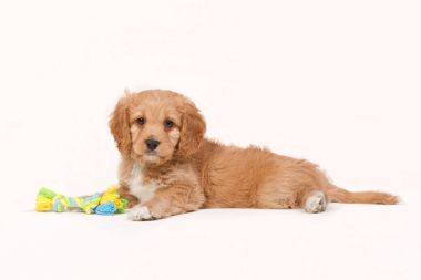 Laying apricot cavapoo puppy isolated on white clipart