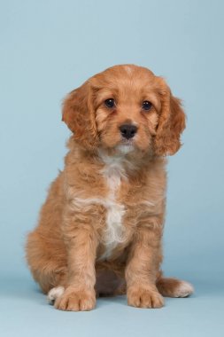 Mavi bir arka plan üzerinde oturan Cavapoo köpek yavrusu