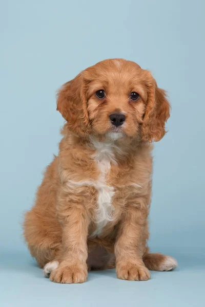 Cavapoo Welpe sitzt auf blauem Hintergrund — Stockfoto