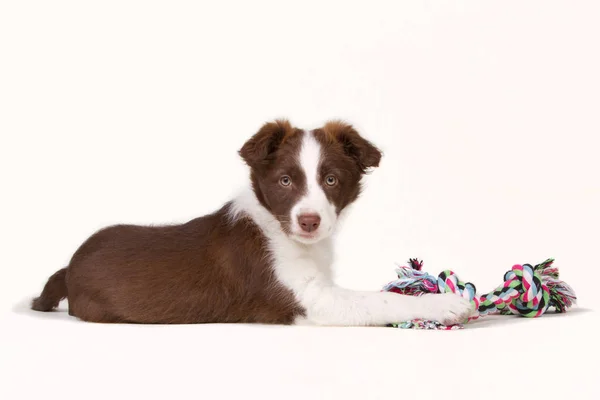 Colocación frontera collie cachorro con un juguete — Foto de Stock