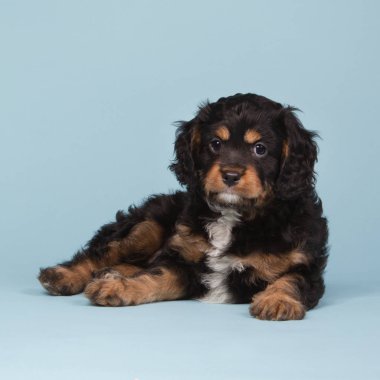 Güzel tricolored cavapoo köpek yavrusu