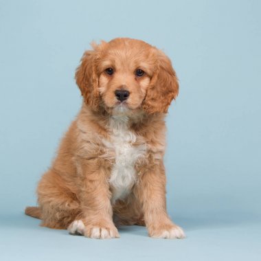 Apricot cavapoo puppy on a blue studio background clipart
