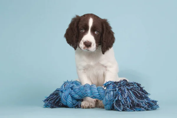 Dutch partidge cachorro de perro con un juguete azul — Foto de Stock