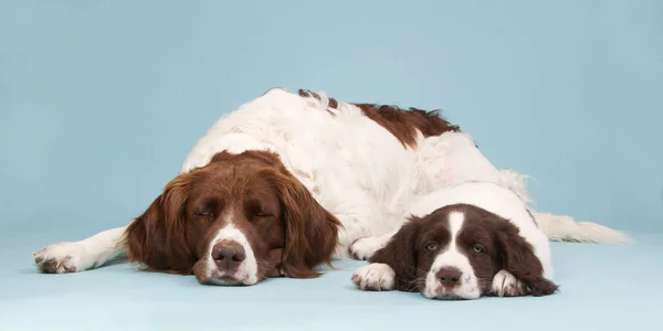 Śpiące holenderski patridge dog wit jej szczeniak — Zdjęcie stockowe