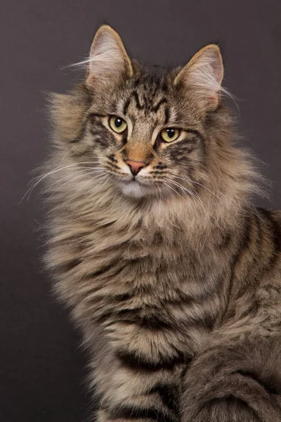 Portret norweskiego kota leśnego — Zdjęcie stockowe