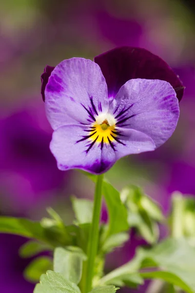 Pansy Púrpura Sobre Fondo Púrpura — Foto de Stock