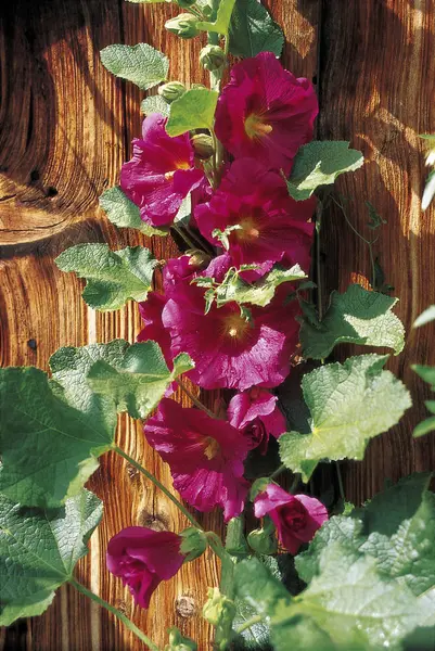 Hollyhock comum na frente da parede de madeira — Fotografia de Stock