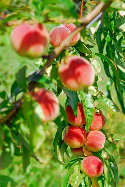 Соковиті персики на дереві — стокове фото