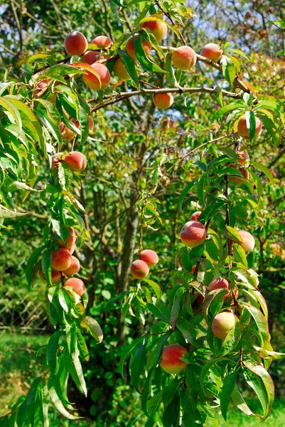 Персикове дерево в саду — стокове фото