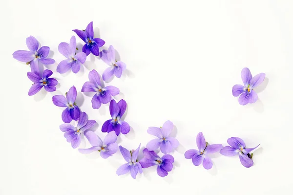 Viola blossoms isolated over white — Stock Photo, Image