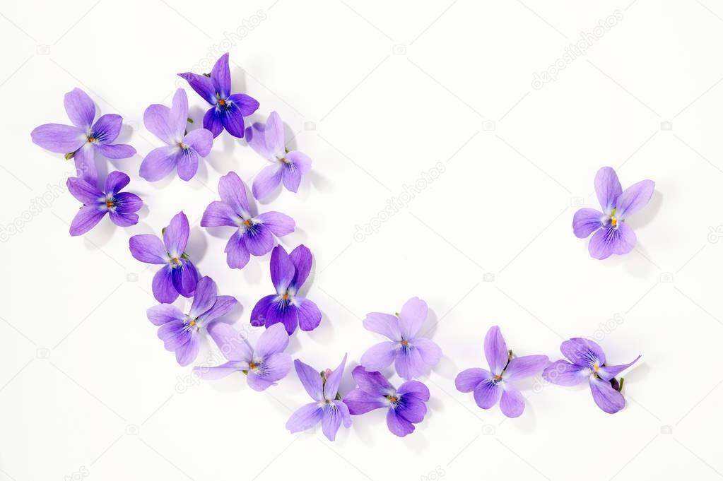 viola blossoms isolated over white 