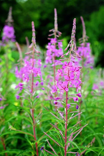 Fireweed in garden — Stock Photo, Image