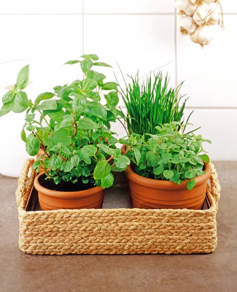 Mutfakta çeşitli otlar 