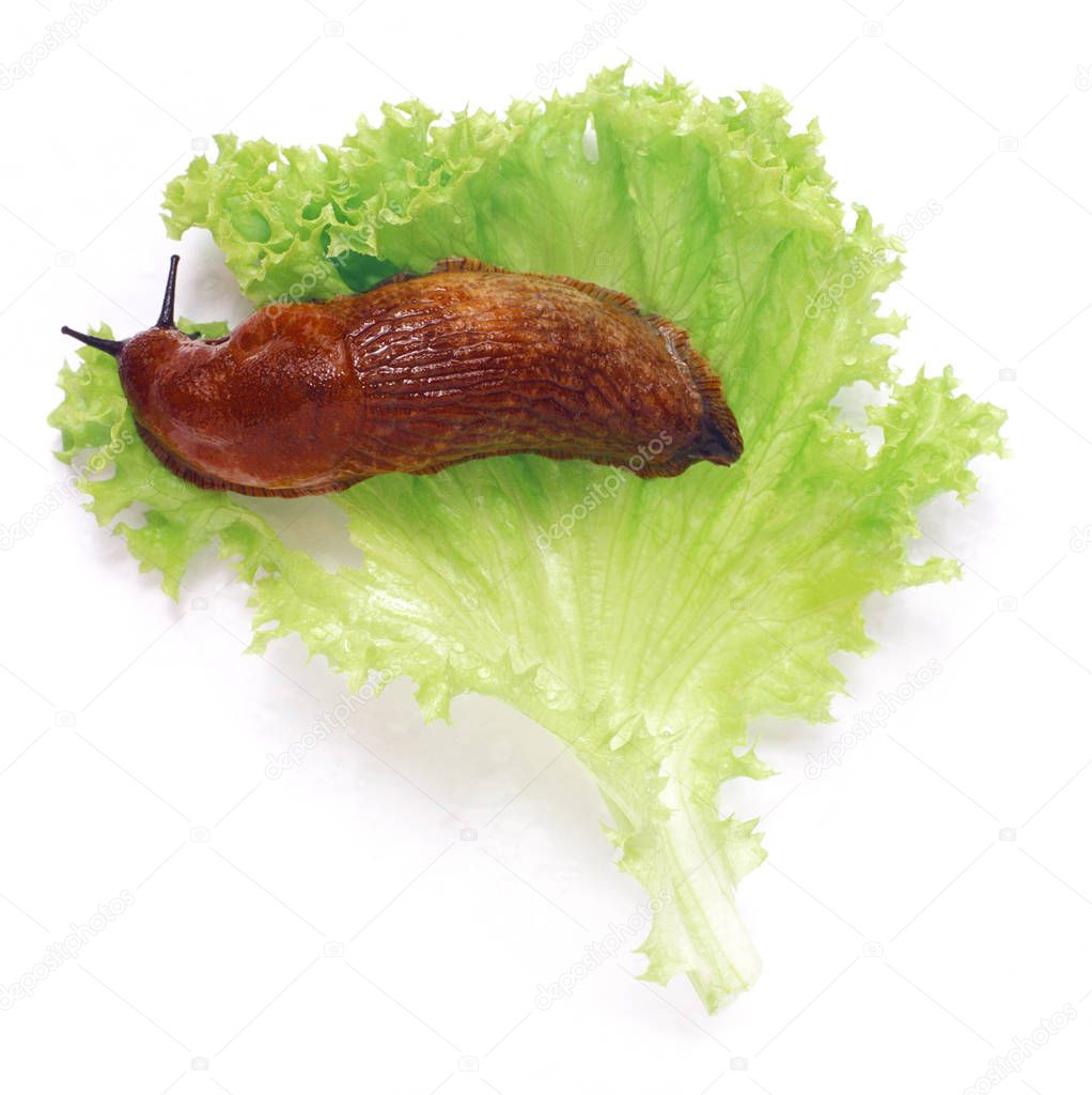 land slug and lettuce