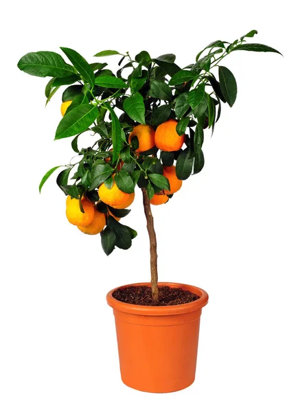 Citrusového stromu standardní Lima rossa — Stock fotografie